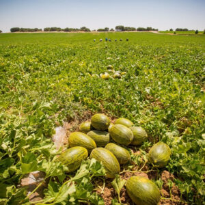 Dia refuerza su apuesta por el campo español con una inversión de 35 millones de euros en fruta de verano de origen nacional