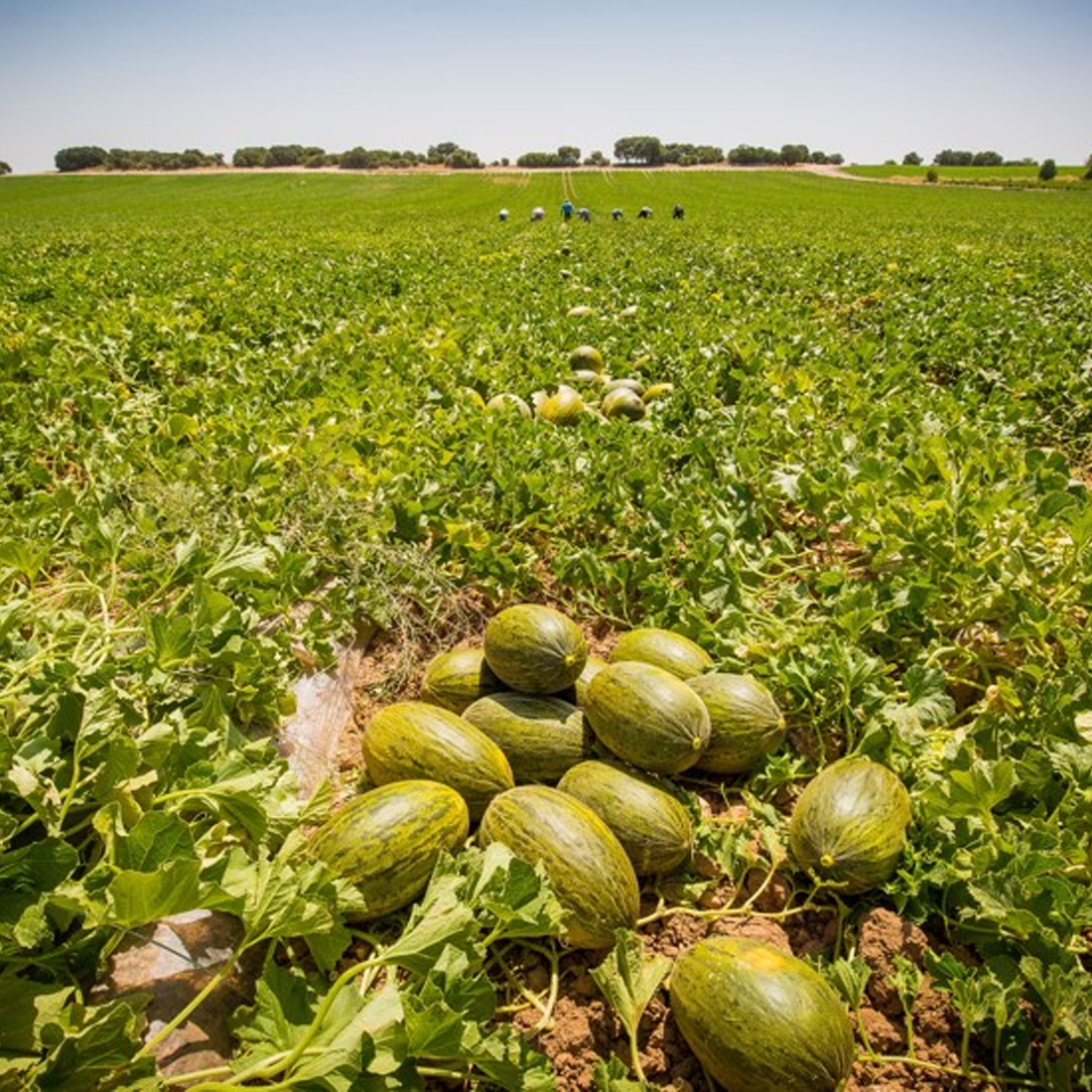 Dia refuerza su apuesta por el campo español con una inversión de 35 millones de euros en fruta de verano de origen nacional